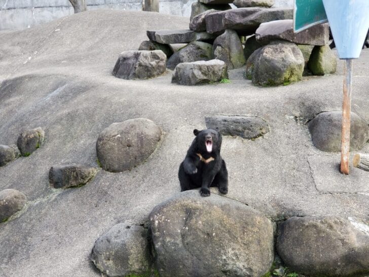 北秋田市に恐怖スポット！ くまくま園 で熊の恐ろしさを知る