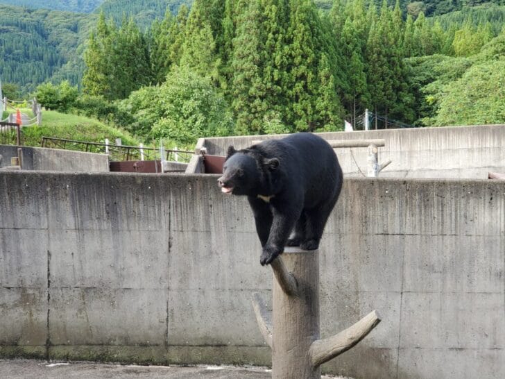北秋田市に恐怖スポット！ くまくま園 で熊の恐ろしさを知る