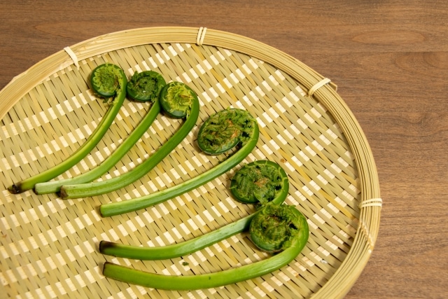 秋田に来るまで知らなかった 山菜 。私ランキングベスト3を発表します