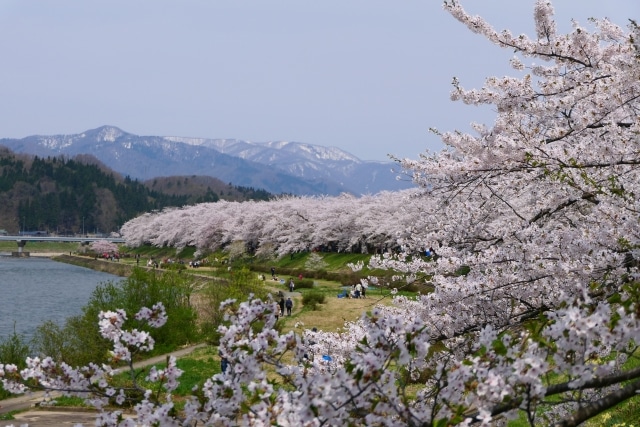 秋田 では四季を感じられるイベントがたくさんあります。秋田の季節限定イベントまとめ