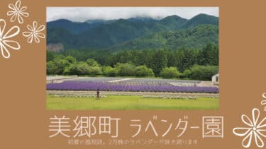 秋田県美郷町の初夏の風物詩 ラベンダー 。2万株のラベンダーが咲き誇ります