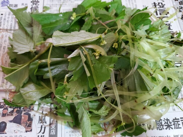 秋田の山菜「 みず 」をもらったので、正解がわからないけど調理してみました