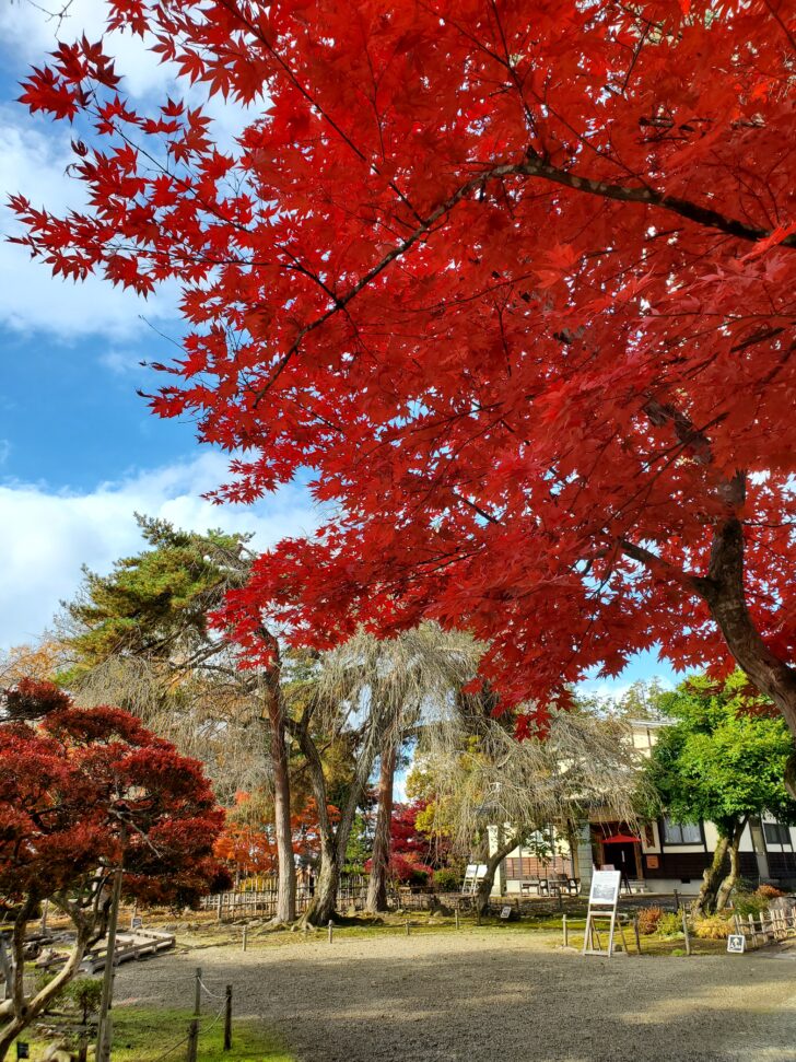 国指定名勝「 旧池田氏庭園 」紅葉がとても綺麗な、和と洋が混ざったところです